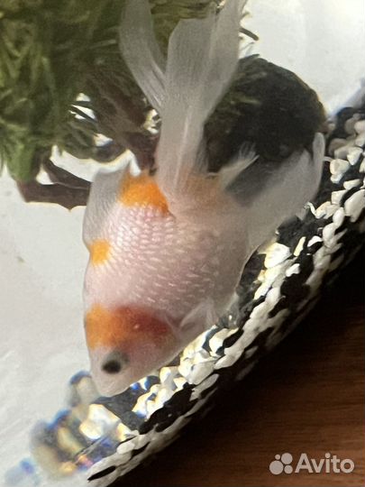 Аквариум с рыбкой