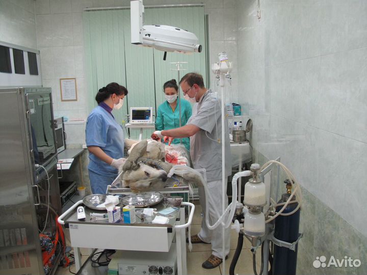 Вызов Ветеринара на дом. Ветеринарный врач