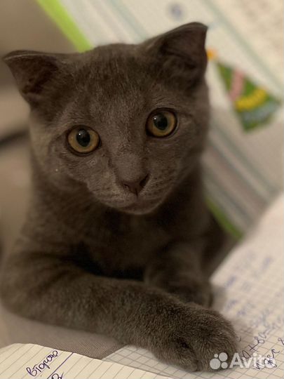 Котенок