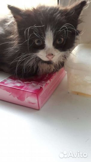 Котенок Феликс
