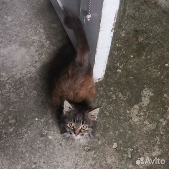 Котенок (кошечка)