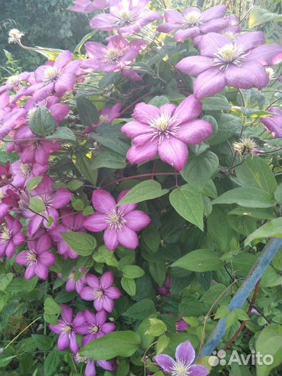 Клематисы, хосты