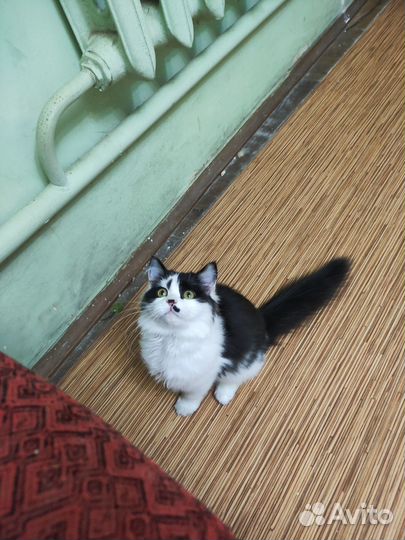 Кошка Ксюшка
