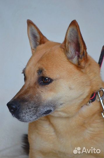 Ооочень красивая собака