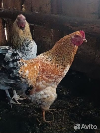 Молодые петухи