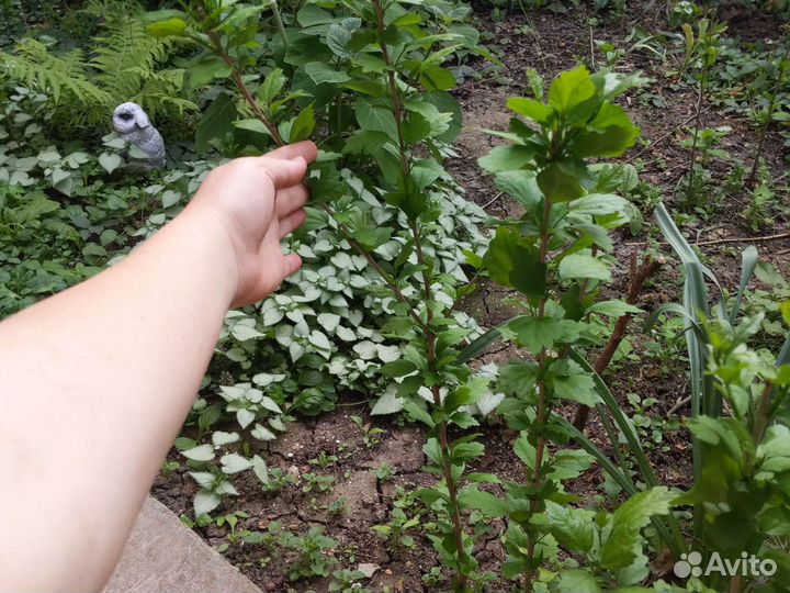 Гибискус садовый