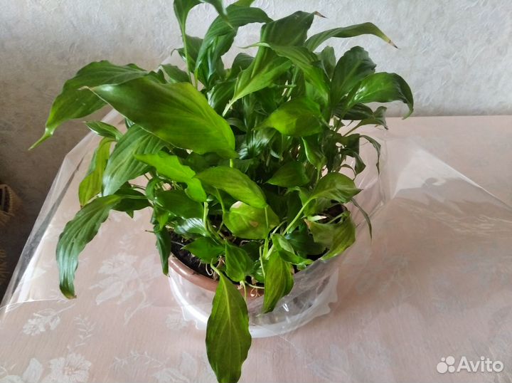 Спацифиллум 