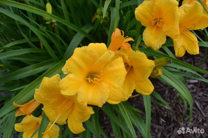 Лилейник stella де оро