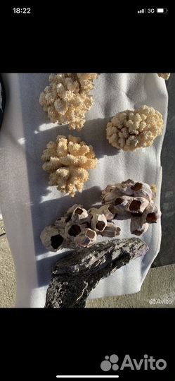 Ракушки, кораллы для аквариума