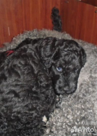 Щенки керри блю терьера