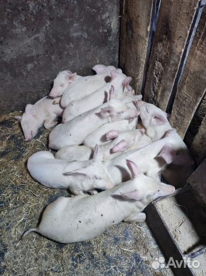 Поросята ландрас