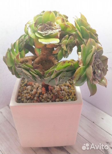 Эониум, крассулы