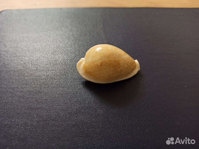 Морская раковина