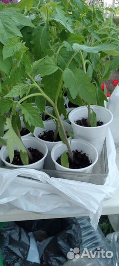 Рассада томатов, баклажанов, перцев