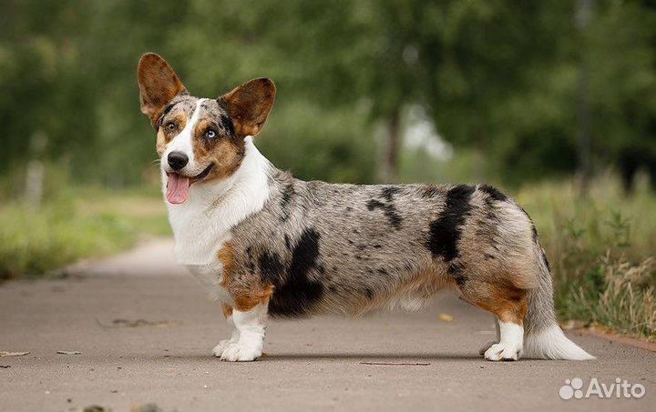 Вельш-корги кардиган вязка