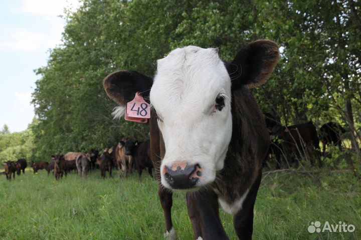 Продаются телята (телочки)