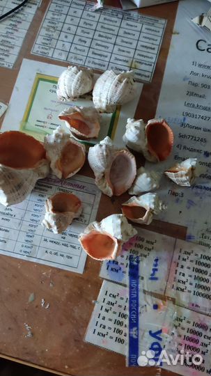 Морские ракушки