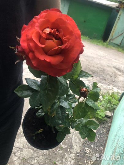 Роза рассада