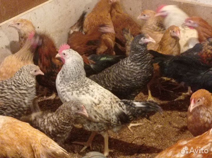 Молодые петушки