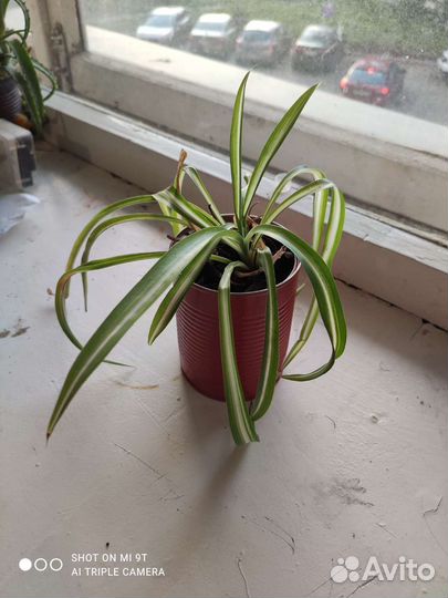 Хлорофитум