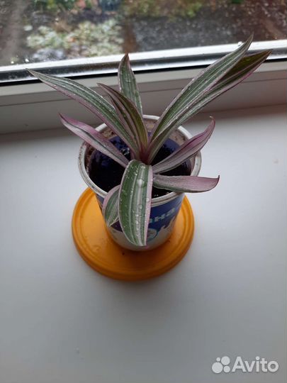 Традесканция Рео покрывальчитая