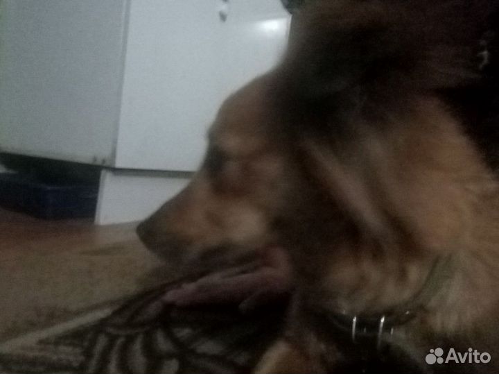 Найдена собака