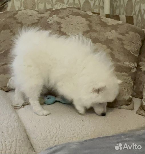 Японский шпиц