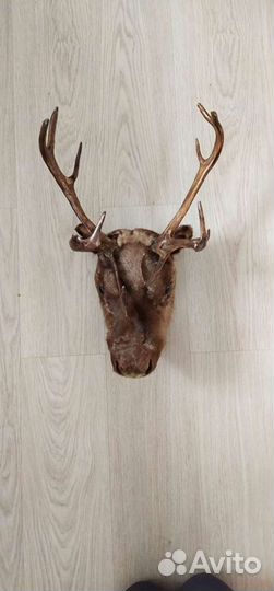 Чучело головы оленя