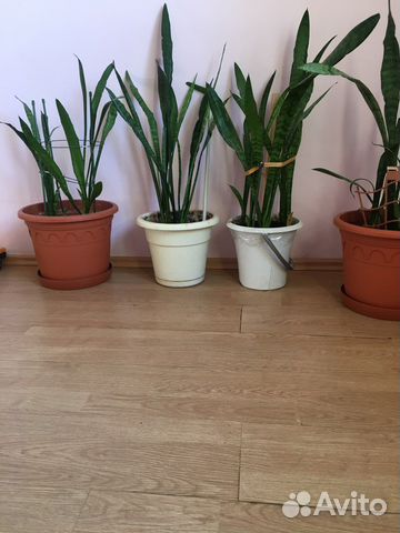 Сансевиерия (тёщин язык)