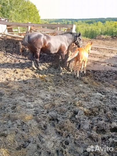 Продам кобылу