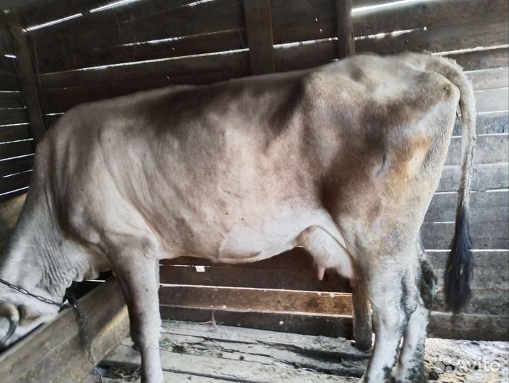 Корова дойная