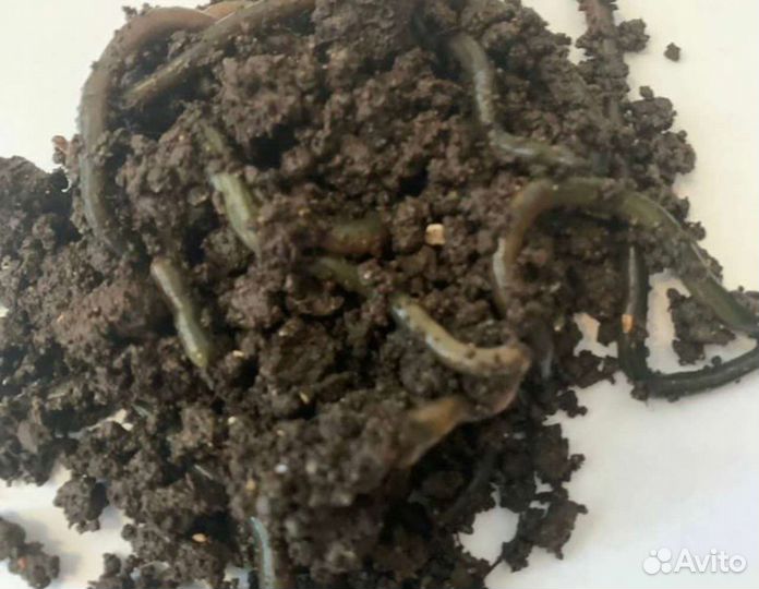 Черви для рыбалки