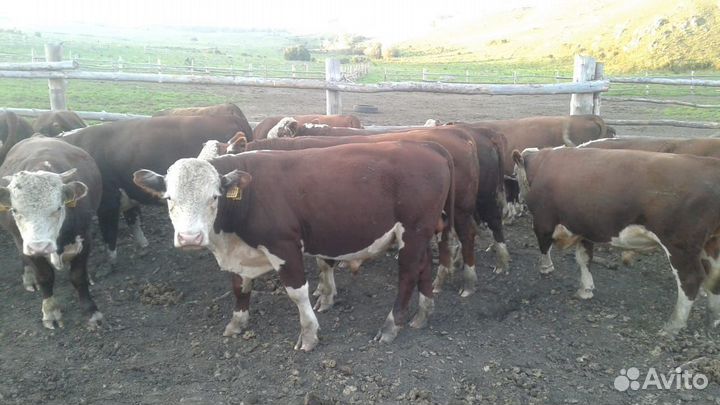Быки 300+ в Респ Алтай