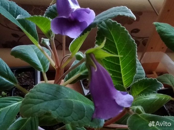 Глоксинии цветущие