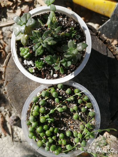 Суккуленты набор