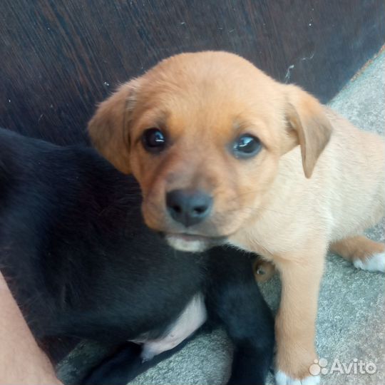 Щенки в добрые руки