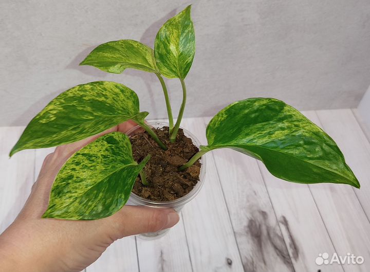 Эпипремнумы, сциндапсус (2)