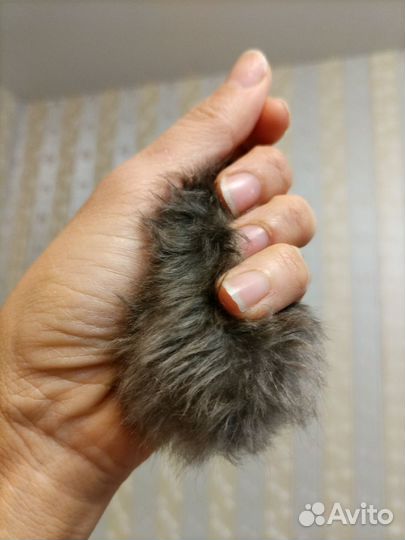 Хомяки черепаховые поясные сирийские сатин мышата