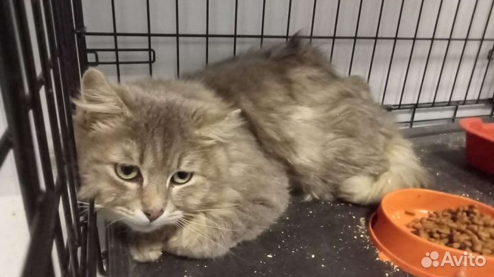 Спасите пушистого кота