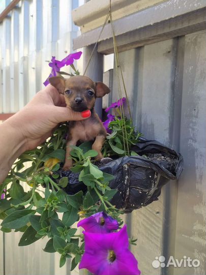 С Р О Ч Н О девочка микро