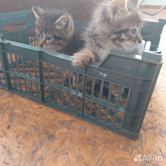 Котята отдам бесплатно