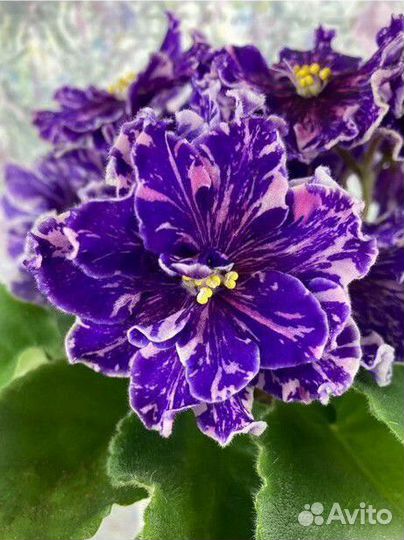 Детки сортовых фиалок