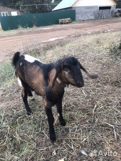 Вязка, козлик заанонубийский