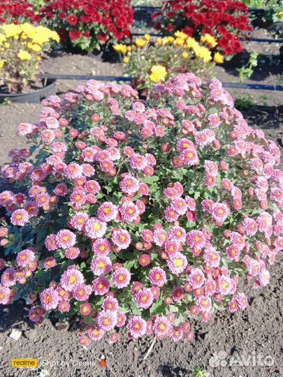 Хризантемы мультифлора