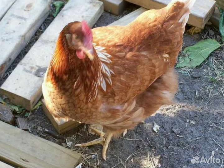 Куры-несушки