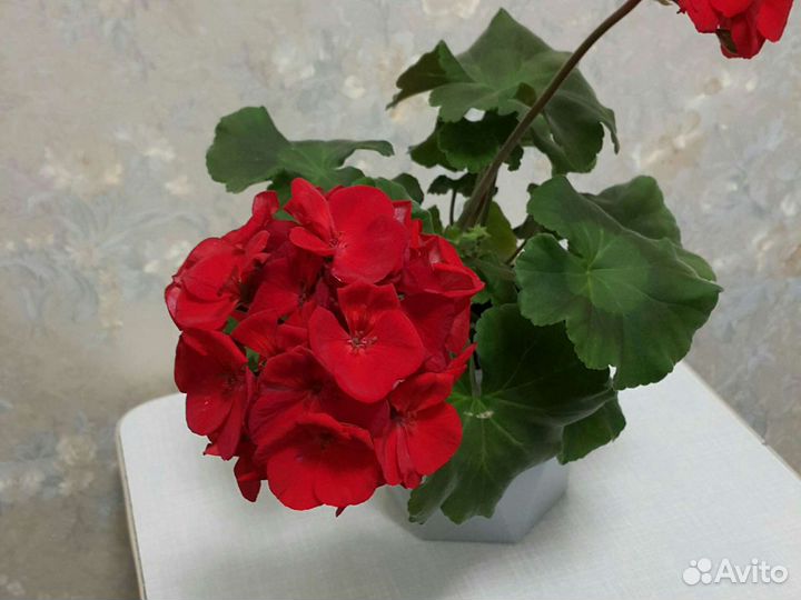 Пеларгония герань