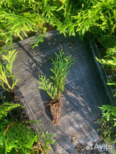 Рассада туи смарагд в касетах и п9