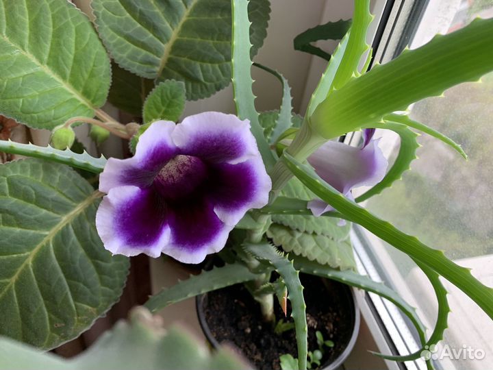 Глоксиния, сингониум, сансевиерия хана