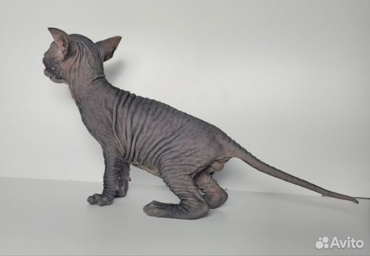 Донской сфинкс