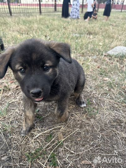 Щенки в добрые руки